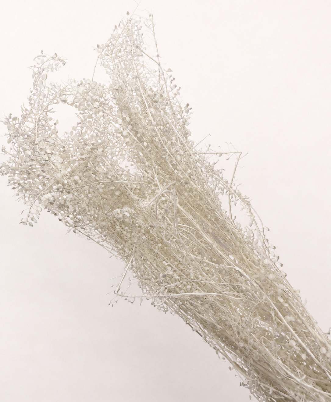 Side view of white preserved limonium statice stems