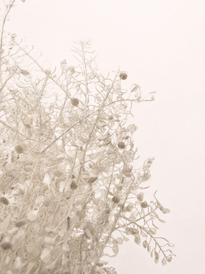 Close-up detail of white preserved limonium statice flowers